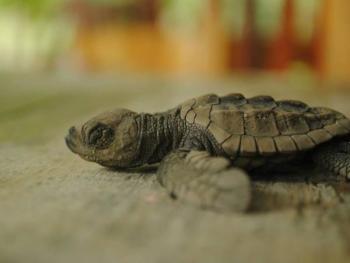 Why not go on a turtle conservation holiday?