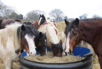 Give a bale of hay