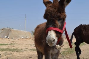 Give a donkey a comfortable new headcollar with a Perfect Fit