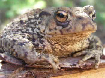 Protect a toad, a frog or a snake 