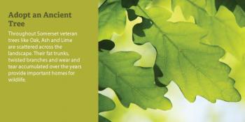 Adopt an Ancient Tree