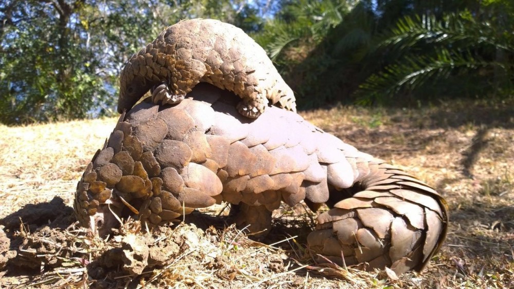 Adopt a Pangolin from the David Shepherd Wildlife Foundation