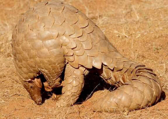 Adopt a pangolin here