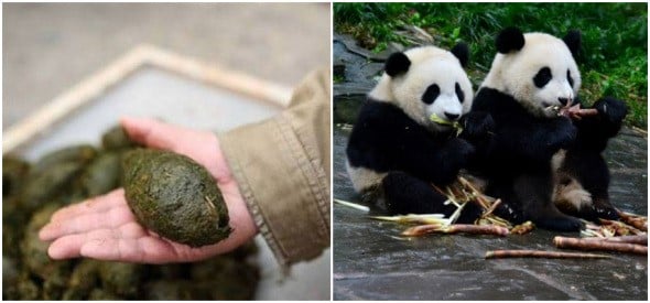 Panda poo to become toilet tissue