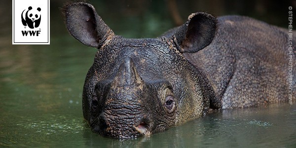 Click here to help the Javan rhino