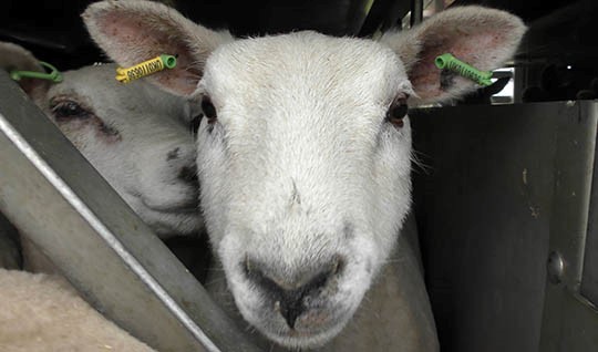 Sign the petition here to stop live exports