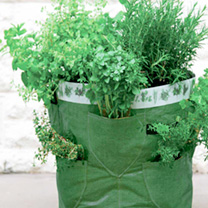 Grow your own herbs from Suttons Seeds