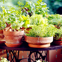 Grow your own!  Suttons Seeds have a wide range of grow your own products