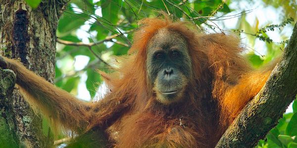 Sign here to help save the Tapanuli orangutan