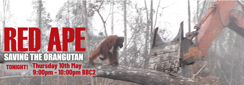 Red Ape: Saving the Orangutan TONIGHT 9:00pm - 10:00pm on BBC2