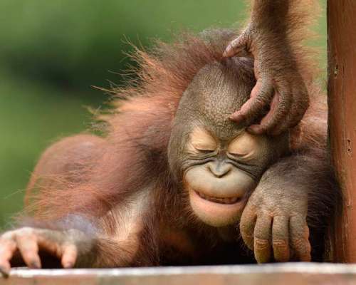Adopt an orangutan