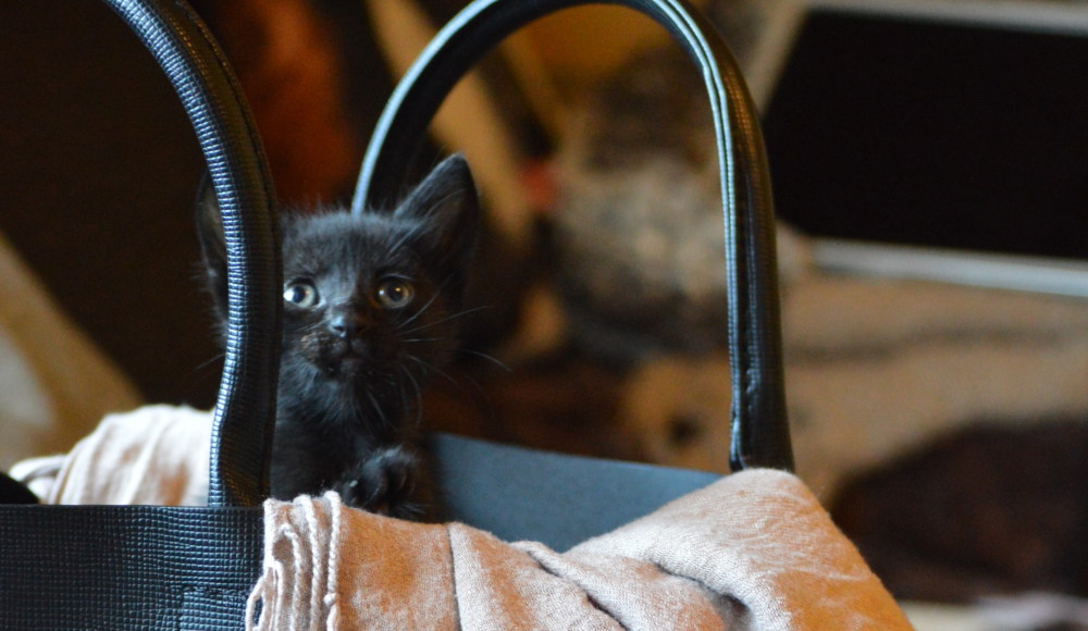 This kitten was found in a parking lot with her brother