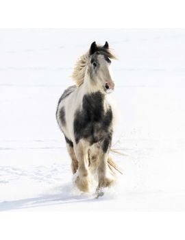 Gallop Away To The World Horse Welfare Shop Gallop Away To The World Horse Welfare Shop