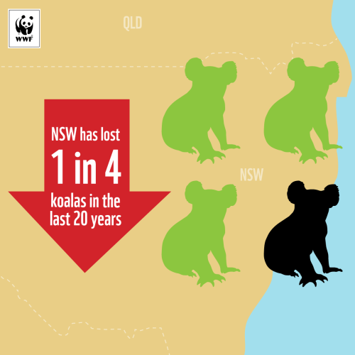 Sign WWF's petition to help koalas