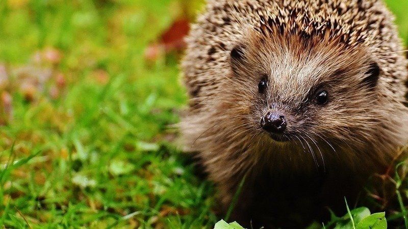 Save hedgehogs