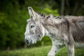 Adopt a donkey from the Donkey Sanctuary