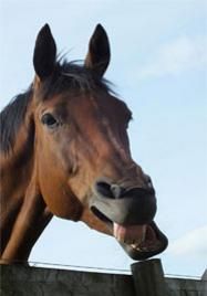 Adopt an Ex-Racehorse from RacehorseoRehoming.co.uk