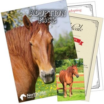 Sponsor an Animal at the Northcote Heavy Horse Centre