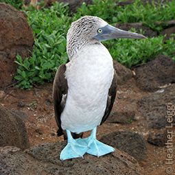 Adopt an animal from the Galapagos Conservancy