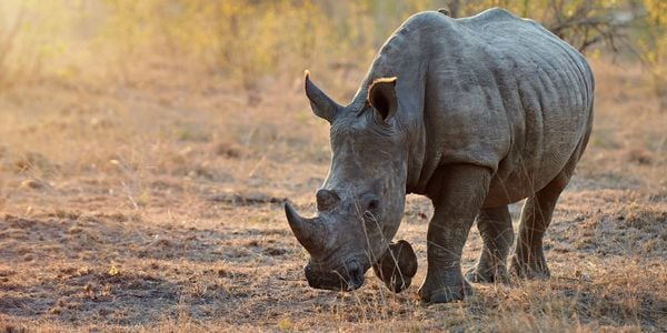 China lifted the ban on rhino and tiger products