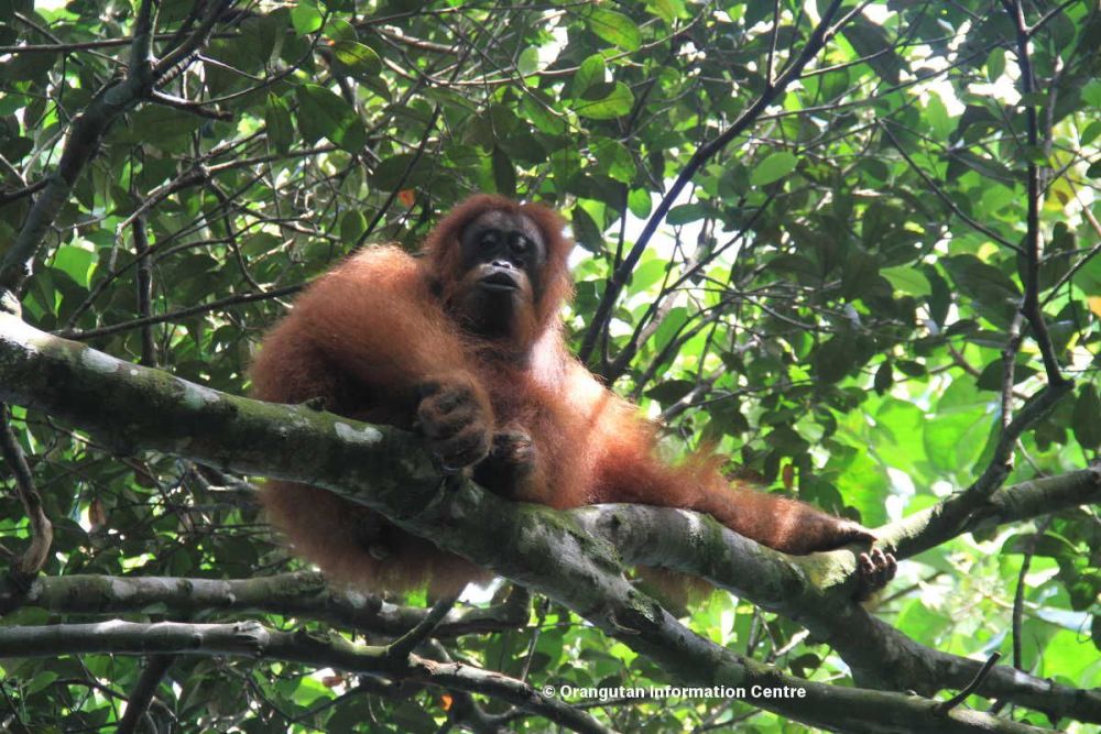 Donate to the SOS Orangutan Rainforest Appeal 