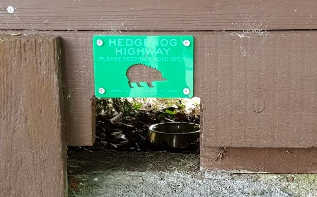 Give hedgehogs a hole to get through in your garden and help create a Hedgehog Highway