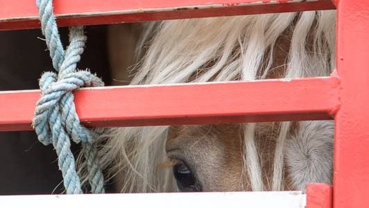 Please help horses by signing this petition