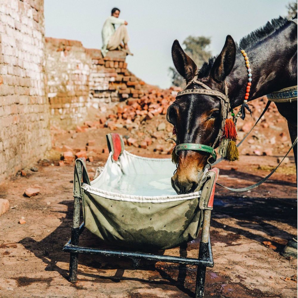 Give the gift of 5 portable water troughs and improve the welfare of animals