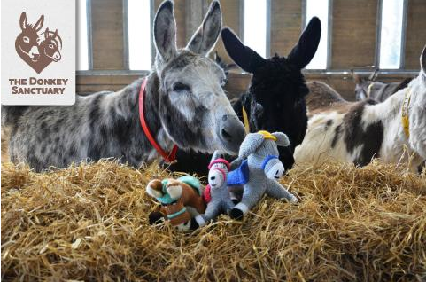 Visit the Donkey Sanctuary's website 