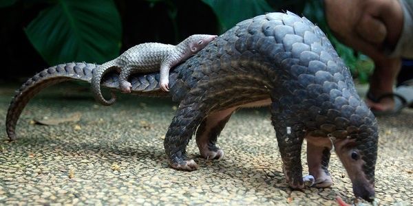 Sign Care2.com's petition to help pangolins here