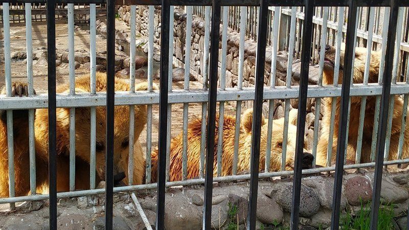 Help save these bears from this cage in Armenia - please sign this petition