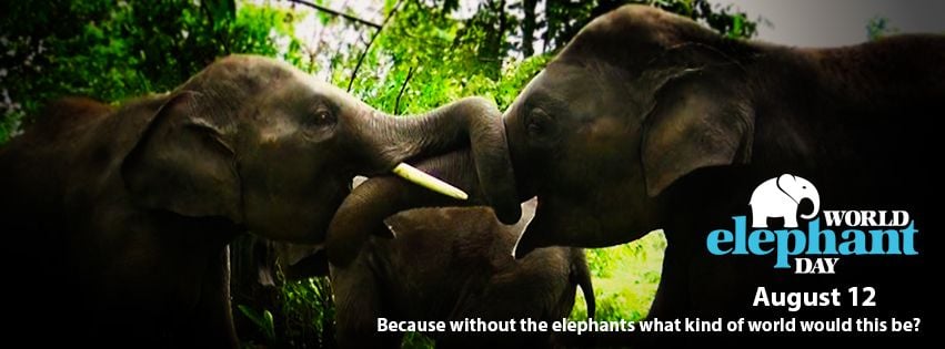 World Elephant Day 2019 - Please spread the word