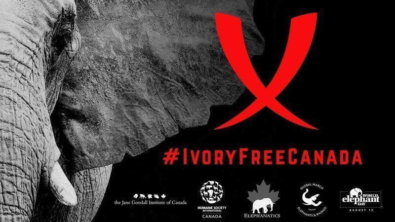 Please sign the petition for an #IvoryfreeCanada
