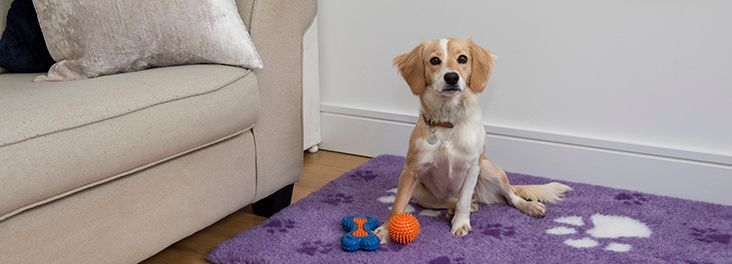 Check out the RSPCA's advice on self-isolation and pet care