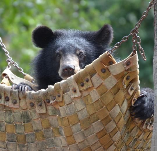 Give a bear a hammock