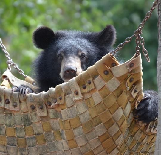 Give a bear a hammock