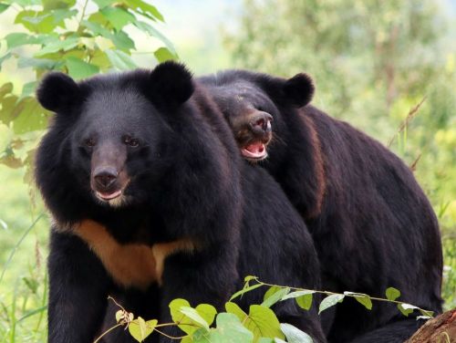 What would rescued moon and sun bears do without Free the Bears and their supporters?