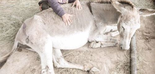 The Network for Animals campaign for donkeys worldwide - find out more here