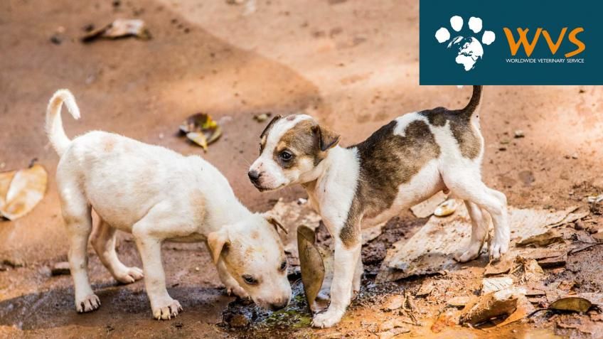 FInd out how you can help WVS help animals worldwide