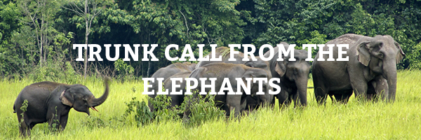 Here's a trunk call from the elephants