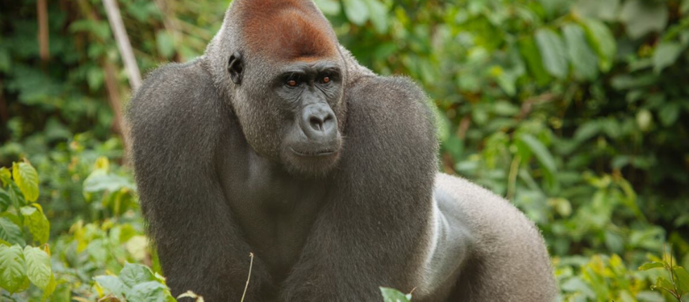 Help Ape Action Africa help gorillas - Buy a Gorilla a Dinner!