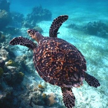 Find out about the Marine Conservation Society's work with turtles