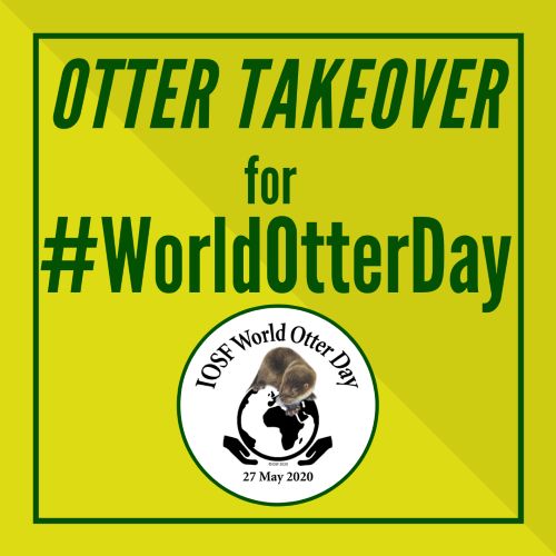 World Otter Day Is On 27th May Help The Iosf Help Otters