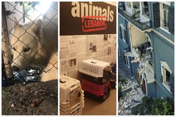 Help animals affected by the Beirut explosion in Lebanon