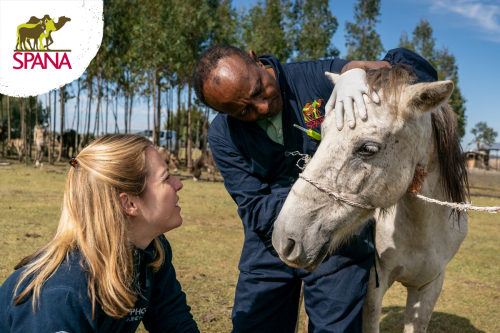 Take a look to see how you can help SPANA help working animals