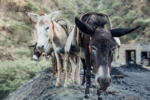 Please help the donkeys working in Pakistan's coal mines