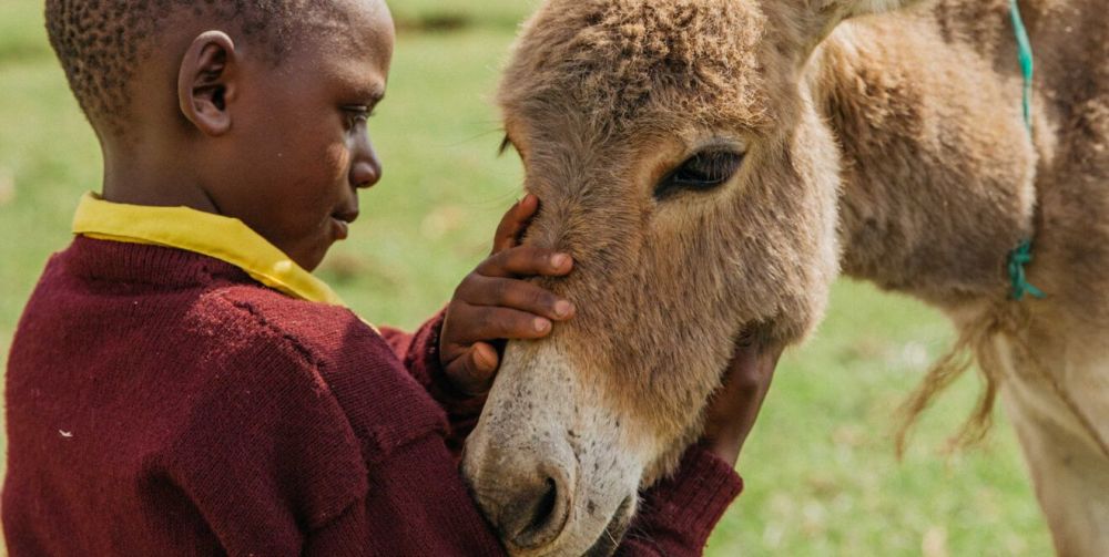 Please call on world leaders to ban the donkey skin trade