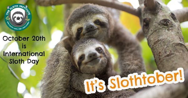 Find out more about International Sloth Day at the Sloth Institute