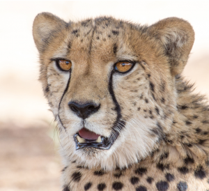 Sponsor cheetah Bella with the Cheetah Conservation Fund