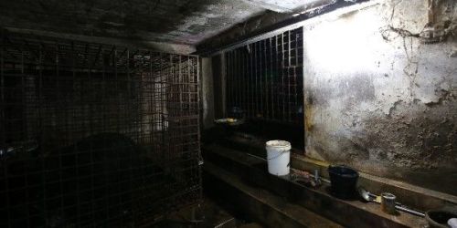 We can all help get Xuan and Mo out of these terrible conditions to safety and a bear sanctuary